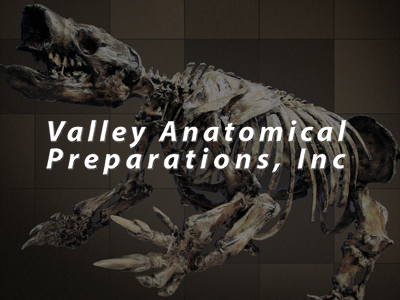 Valley Anatomical Preparations